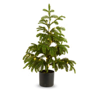 36" Potted Lighted Norfolk Pine Tree