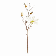 Small Star Magnolia Stem