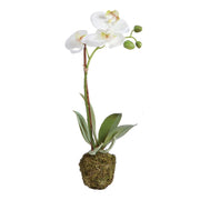 Phalaenopsis Orchid Drop In