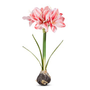 19" Real Touch Pink Amaryllis Bulb