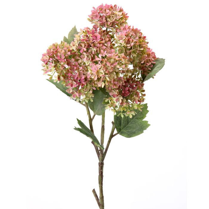 Pink Green Snowball Hydrangea
