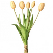 Butter Tulip Bundle