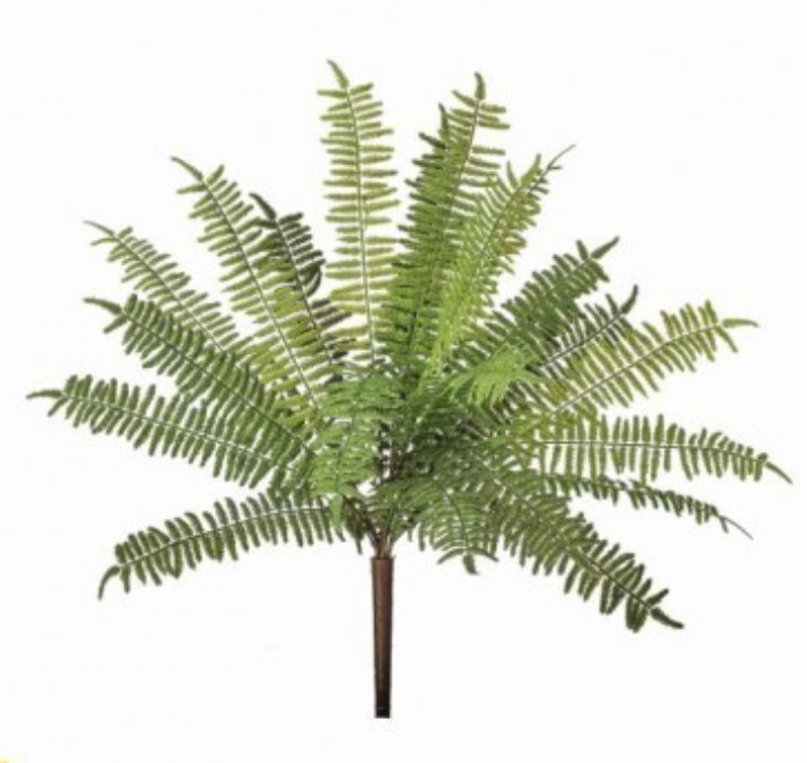 Forest Fern Bush