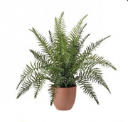Potted Boston Fern