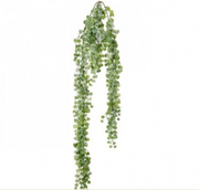Hanging Button Leaf Bush