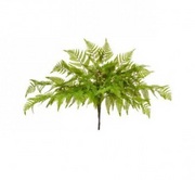 Leather Fern Plant