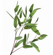 Seeded Long Eucalyptus Spray