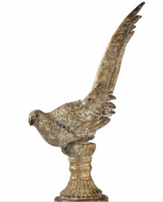Aged Gold Pheasant