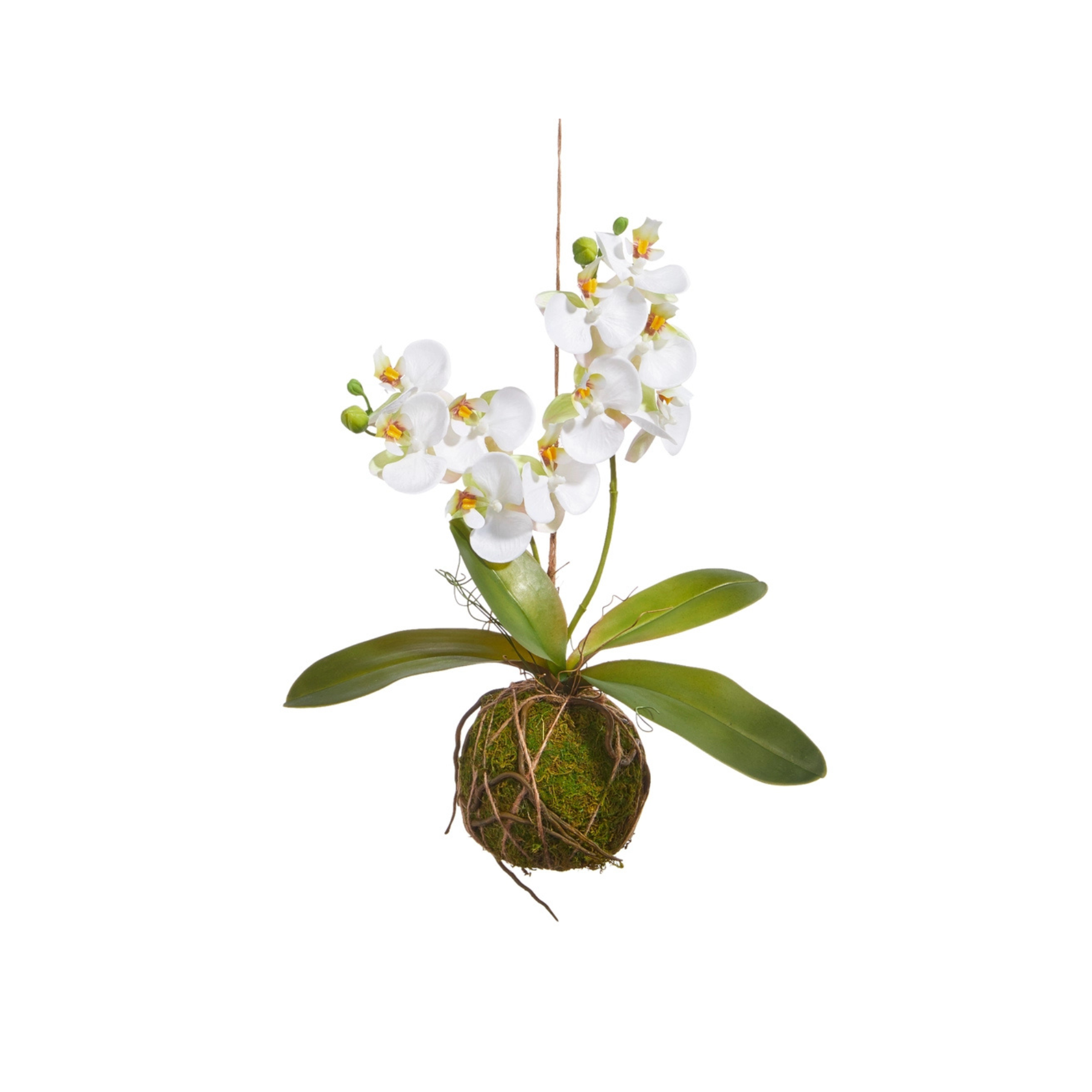 15" Real Touch White Orchid With Moss Ball